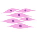 Scar Tissue<br>Formation